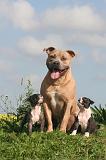 AMSTAFF  ADULT & PUPPIES 094